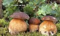 Boletus aereus-amf289